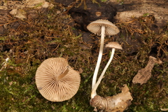 Psathyrella sulcatotuberculosa