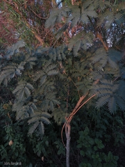 Albizia inundata