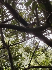 Fringilla coelebs canariensis