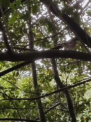Fringilla coelebs canariensis