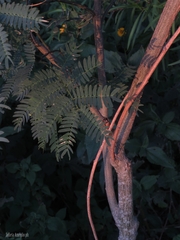 Albizia inundata