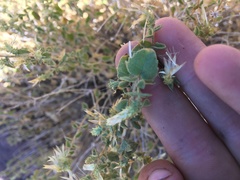 Brickellia microphylla