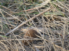 Crocidura