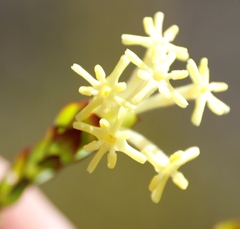 Gnidia oppositifolia