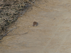 Crocidura