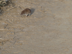 Crocidura