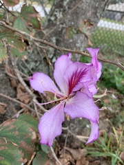 Bauhinia variegata