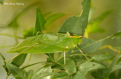 Stilpnochlora nanna