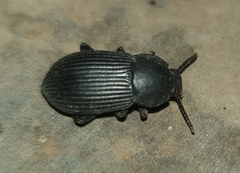 Tenebrioninae