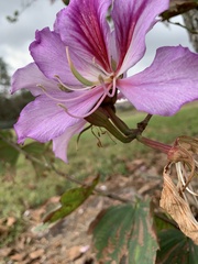 Bauhinia variegata
