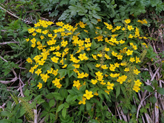 Anemonoides ranunculoides