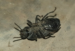 Tenebrioninae