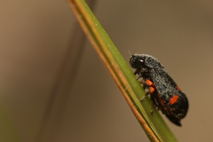 Cercopis intermedia