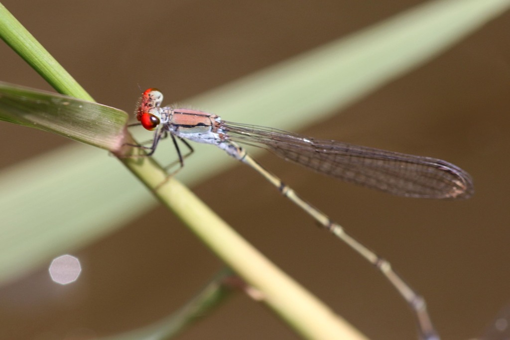 Acacia Sprite