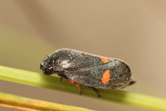 Cercopis intermedia