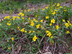 Anemonoides ranunculoides