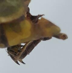 Pamphagus milevitanus