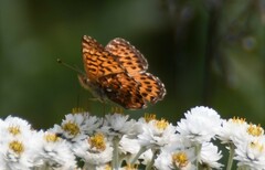 Boloria chariclea