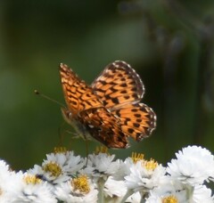 Boloria chariclea