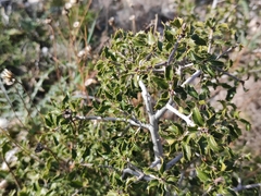 Quercus coccifera