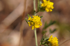Medicago falcata