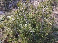 Quercus coccifera