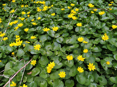 Ficaria verna