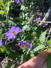 Solanum xanti