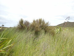 Coprosma tenuicaulis