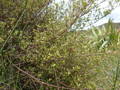Coprosma tenuicaulis