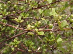 Coprosma tenuicaulis
