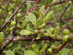 Coprosma tenuicaulis