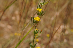 Medicago falcata
