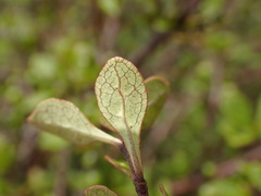 Coprosma tenuicaulis