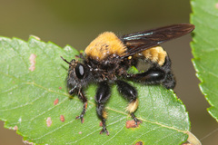 Laphria macquarti