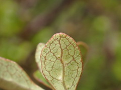Coprosma tenuicaulis