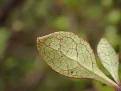 Coprosma tenuicaulis