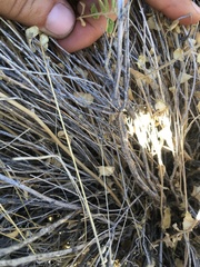 Brickellia microphylla