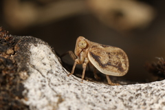 Agalmatium bilobum