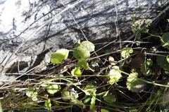 Centella eriantha