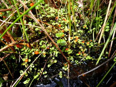 Nertera scapanioides