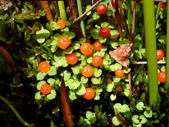 Nertera scapanioides