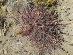 Senecio filaginoides