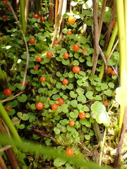 Nertera scapanioides