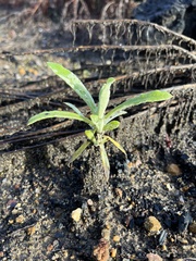 Pseudognaphalium ramosissimum