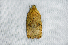 Agonopterix thelmae