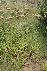 Helichrysum pallidum