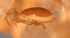 Phytoseiidae