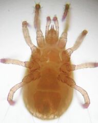 Phytoseiidae