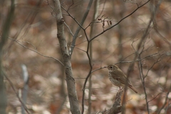 Catharus guttatus